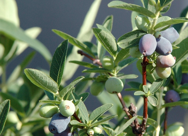 ハスカップが収穫できる時期はいつ？