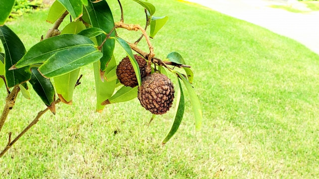 ライチの栽培適地について教えてください