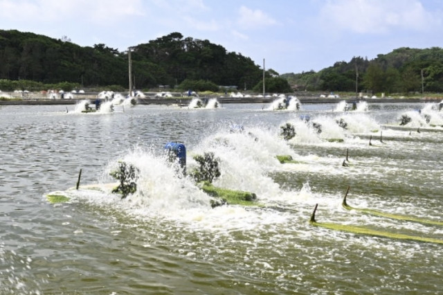クルマエビの養殖はどのようにして行われていますか？