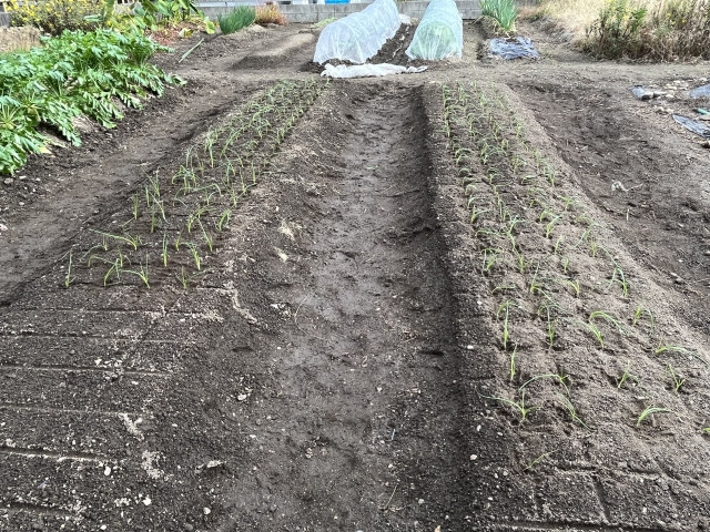 玉ねぎ栽培で止め肥のタイミングを見極めるにはどうすればいいの?