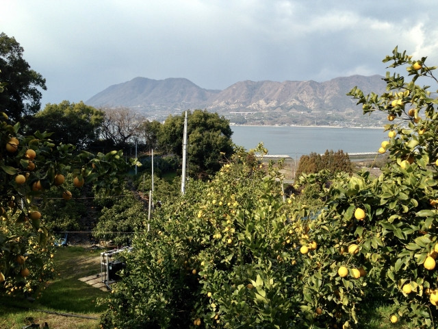 レモンが栽培できる地域はどこまでなのか（北限）が知りたい