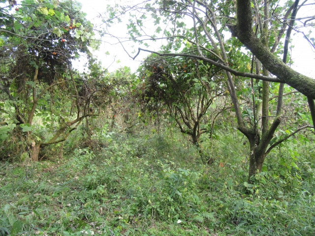 耕作放棄農地を林地として活用することはできますか?