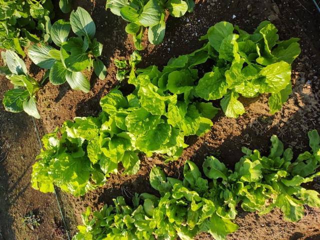 栽培している葉物野菜の色を濃く鮮やかにする方法は？