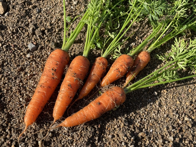 にんじんを「冬まき」で栽培し、春に収穫するコツや注意点を教えてほしい