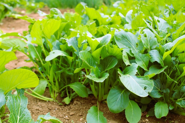 ほうれん草で気をつけるべき害虫は?被害はどうやって見つける?