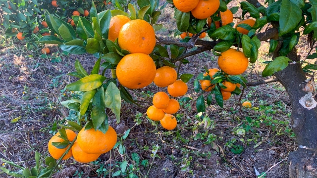 みかん栽培をやることになりましたが、土壌管理はどうすべき?