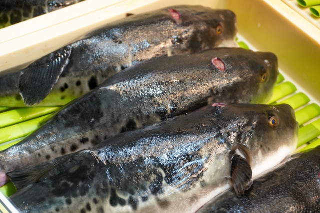 トラフグの養殖で使う餌の種類や与え方は?