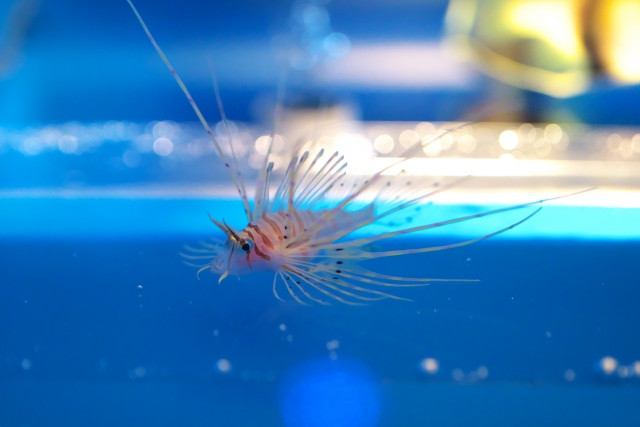 カサゴの栽培漁業はどうやっている?どこに放流している?