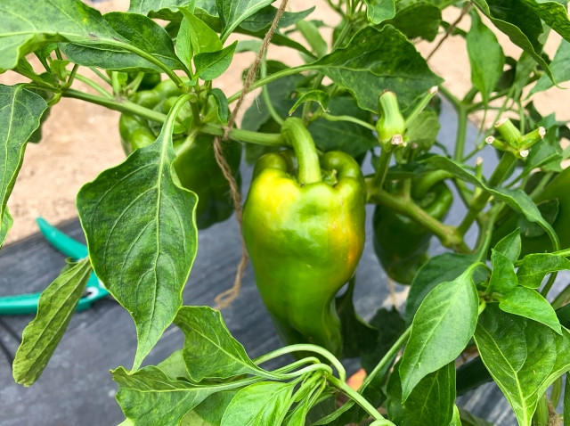 ピーマンを栽培していますが、実の形がいびつになり、ツヤもなくなってしまいました
