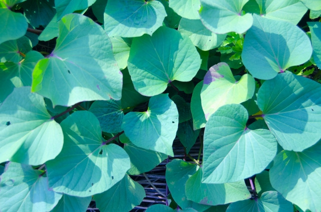 サツマイモに謎の生理現象が発生。黒い斑点の正体は？