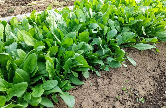 ほうれん草栽培で知っておくべき農薬を教えて