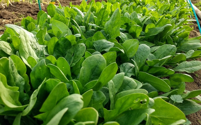 ほうれん草の間引きはどのタイミング？注意点も教えて