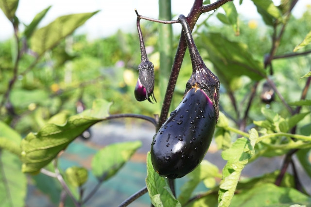 実が固いナスになってしまった。栽培中に水やりはどれくらいやればいい?
