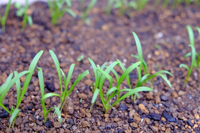 ほうれん草を上手く発芽させるための温度条件とは?