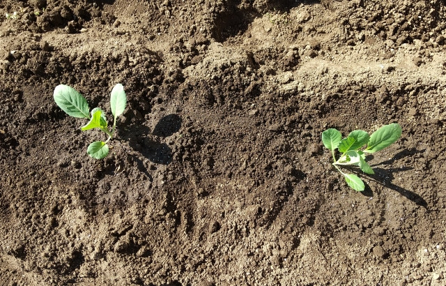 春まきキャベツ栽培で、なぜか芽が出ませんでした