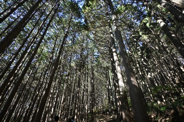 豪雪地帯の針葉樹林でしいたけの原木栽培を検討中。冬の間、原木はどう管理すべき?