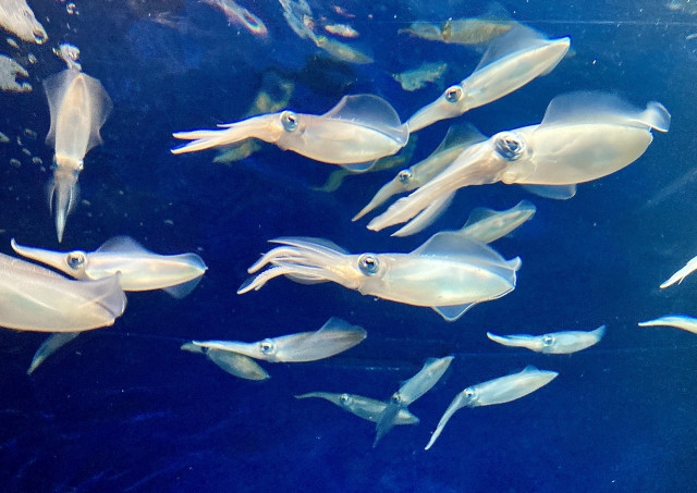 イカの完全養殖ができるようになったって本当？養殖できるイカの種類は？