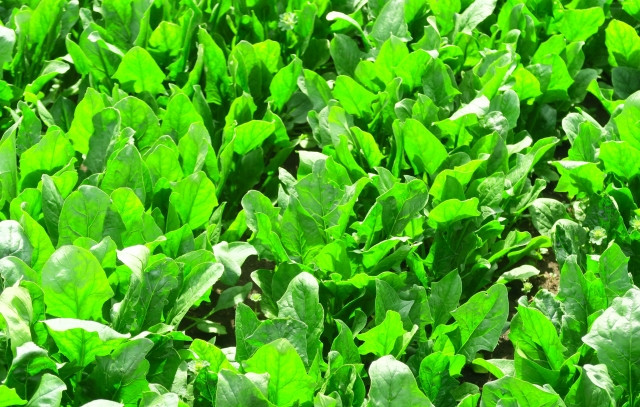 ほうれん草を栽培するのに日当たりは重要ですか？