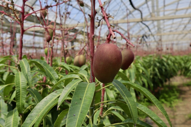 マンゴー栽培の温度管理はどうすればいい?