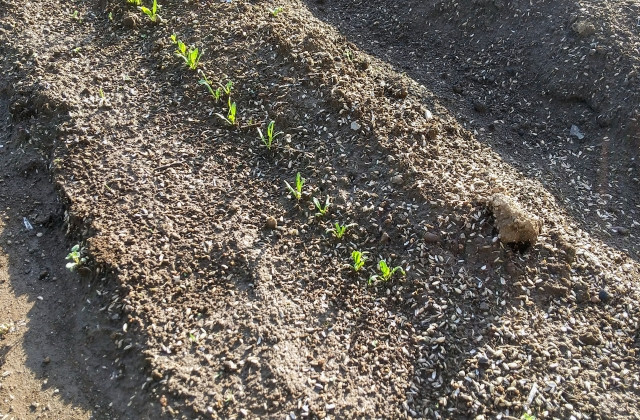 ほうれん草を栽培する土壌phの適正範囲は?