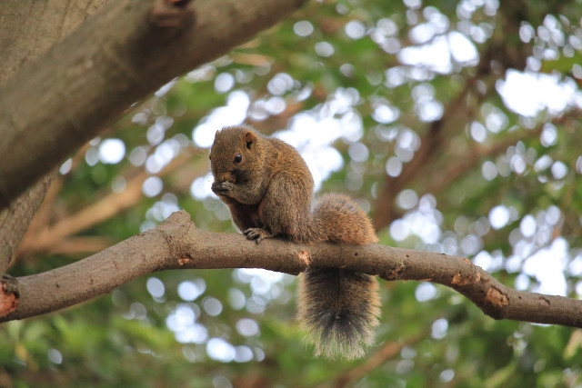 タイワンリスの被害が増えている。どう対策すればいい?