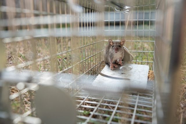 ハタネズミが住み着いてしまった！殺さずに被害を防ぐ方法を教えて