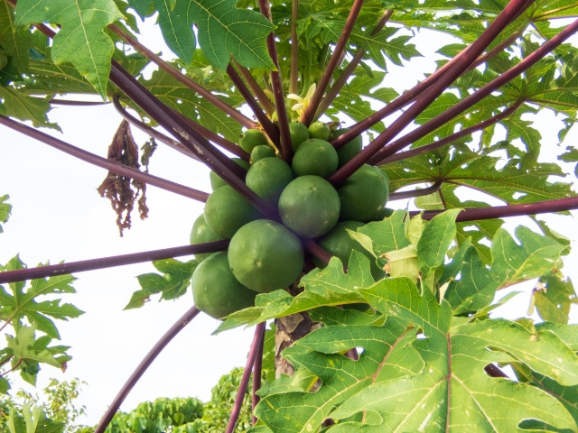 青パパイヤの露地栽培を検討しています。育て方や初期投資について教えてください