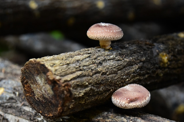 しいたけの原木栽培での水やりはどうすればいいですか？