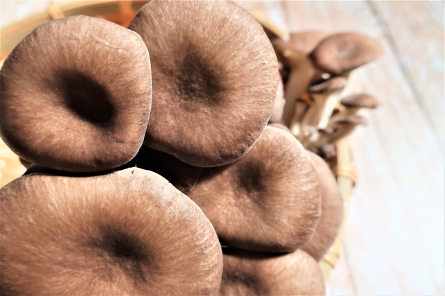 ひらたけ（シメジ）の菌床栽培の方法を教えてください