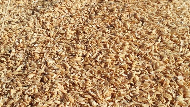 米作りで出るもみ殻を捨てるのがもったいない。有効に活用する方法はないか?