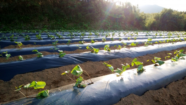 サツマイモ栽培の植え付けから収穫までの期間を知りたい