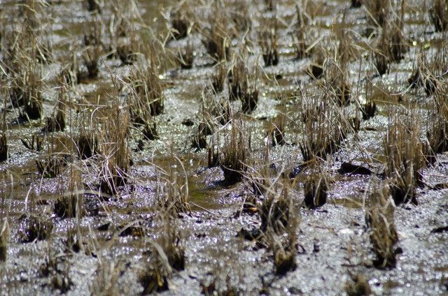 負担をかけず休耕田の地力を維持したい。どうすればいいですか？