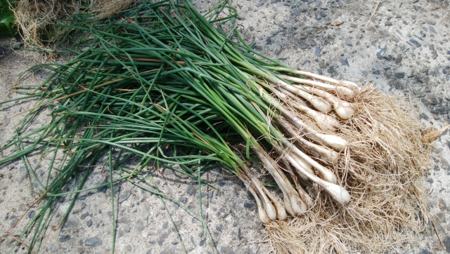 らっきょうが軟腐病になると、どのような症状が出るのか知りたいです