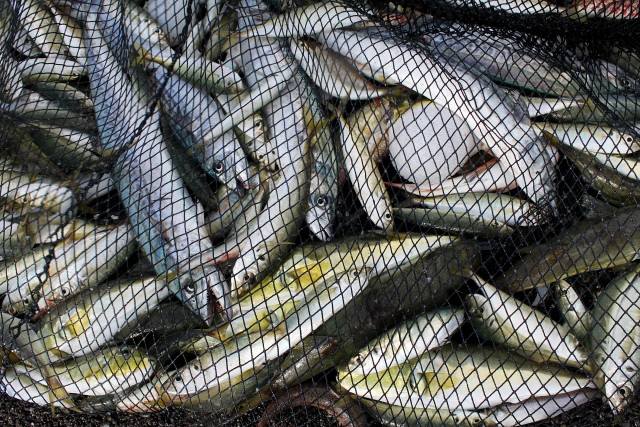 定置網とは?どういう仕組みや構造で魚を漁獲しているのでしょうか?