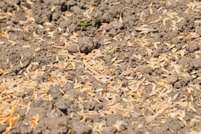 生もみ殻を土に混ぜたときの効果や肥料との関係を教えて欲しい