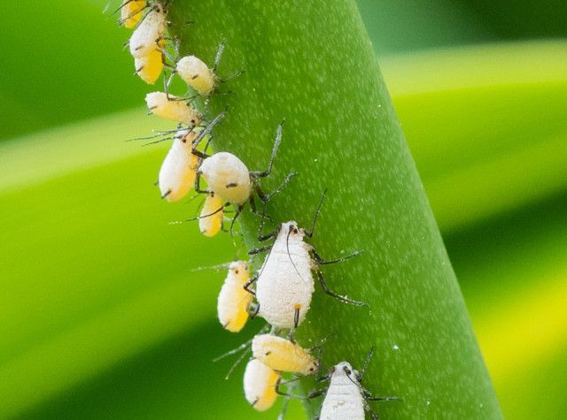❤天候に左右されない❣害虫被害が多い植物の育成にも超