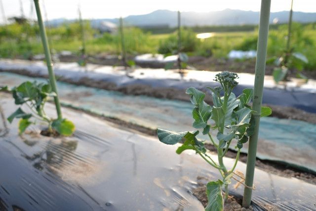 マルチの畝間や株元を除草する際、どうすればいいのでしょうか?