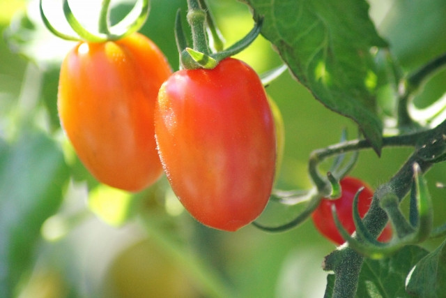 トマトのアイコの苗の選び方を教えてください