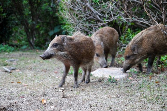 イノシシなどの獣害対策に動物が嫌いな植物を植えたい!おすすめの品種を教えて