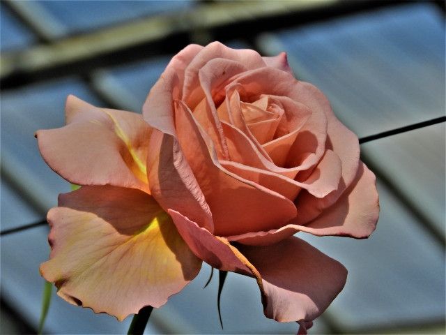 バラを栽培する時にフルボ酸を使っても問題ありませんか?