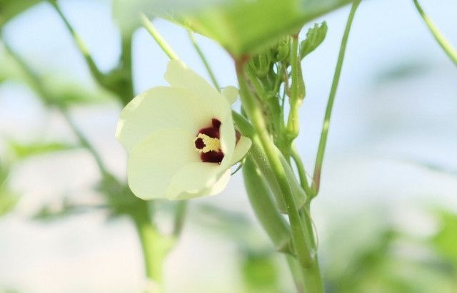 オクラの蕾が例年以上に落下してしまった 何か対策は