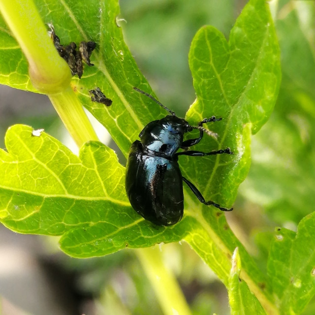 秋まきの葉物野菜にダイコンサルハムシが付きました。対処や防止方法は？