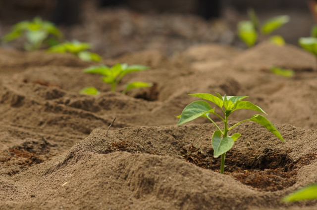 ピーマン栽培の土作りで重要なポイントは？