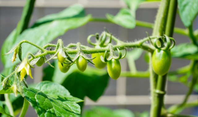 ミニトマト・アイコの栽培に人工授粉は必要ですか?