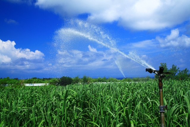 サトウキビ栽培の適切な水やりの量とタイミングが知りたい