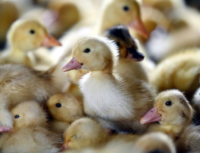 設備が古く鶏の大きさが揃わない。おすすめのブロイラー用自動給餌装置は？