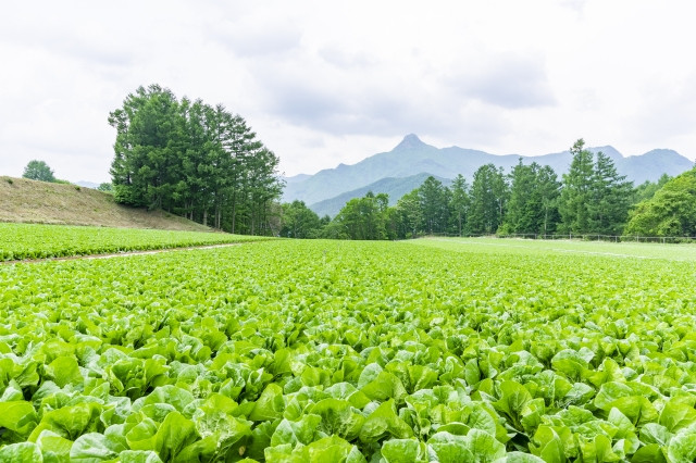 レタス栽培で腐敗病を防除する方法を教えてください