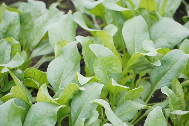 初めてのほうれん草栽培で、秋まきがいい理由は？