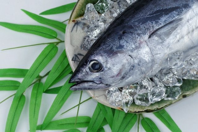真水を魚のなかに流して血を抜く「津本式」は本当に効果があるのでしょうか?