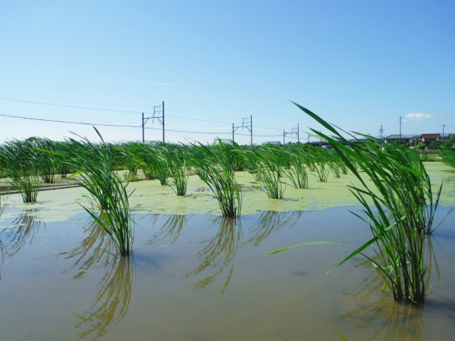 マコモタケを栽培していますが、カルガモやサギなどの食害にあってしまいます
